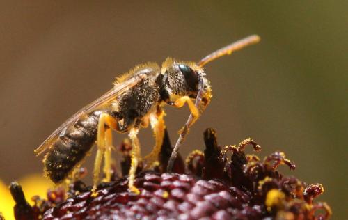 Seladonia tumulorum